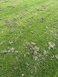 Grass Clippings
