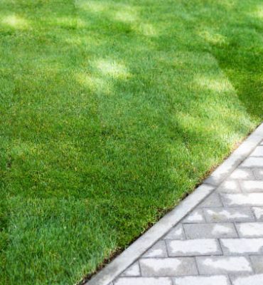 Straigh line of new freshly installed green rolled lawn grass carpet along stone pavement sidewalk at city park or backyard on bright sunny day. Green Gardening landcaping service.