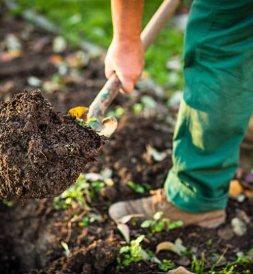 Senior man gardening in his garden, watering plants, using garden equipment, digging the garden soil with a spud